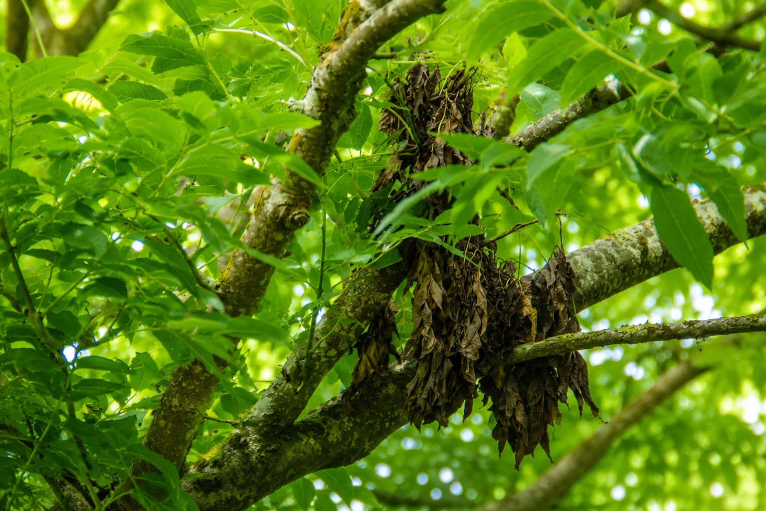 Reconstitution Ash Dieback Scheme